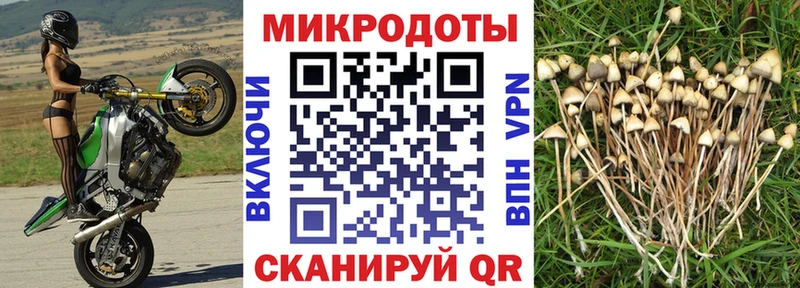 Купить где  Томмот  Галлюциногенные грибы Psilocybine cubensis 